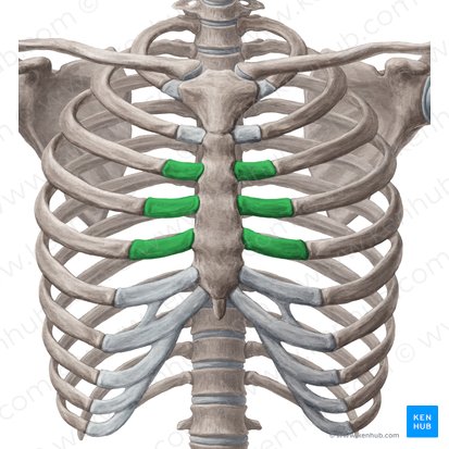 Costal cartilages of 3rd-5th ribs (Cartilagines costales costarum 3-5); Image: Yousun Koh