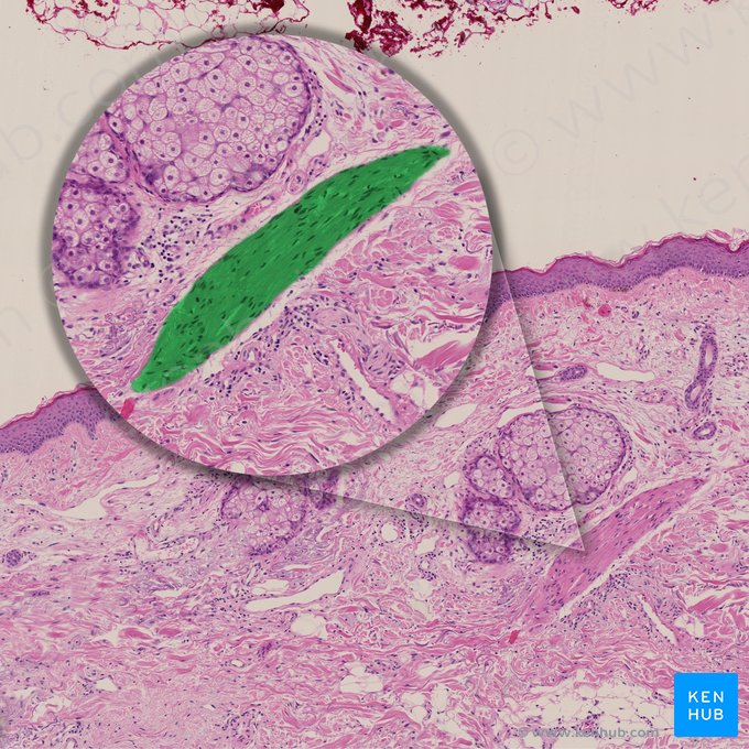 Arrector muscle of hair (Musculus arrector pili); Image: 