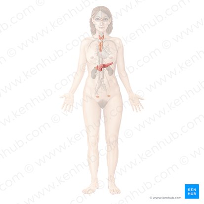 Endocrine system; Image: Begoña Rodriguez