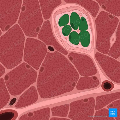 Intrafusal muscle fibers of muscle spindle (Myofibrae intrafusales fusi neuromuscularis); Image: Tal Bavli Ziv