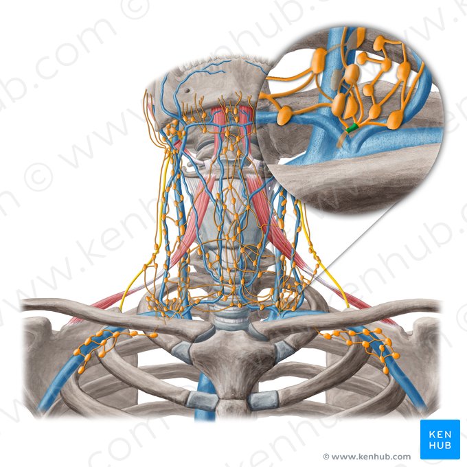 Jugular lymphatic trunk (Truncus lymphatic jugularis); Image: Yousun Koh
