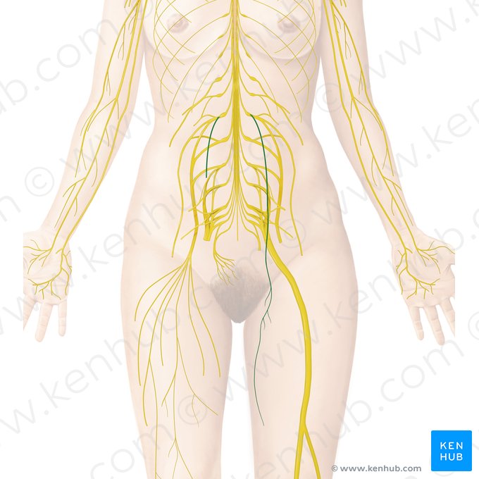 Obturator nerve (Nervus obturatorius); Image: Begoña Rodriguez