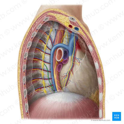 Greater thoracic splanchnic nerve (Nervus splanchnicus thoracicus major); Image: Yousun Koh