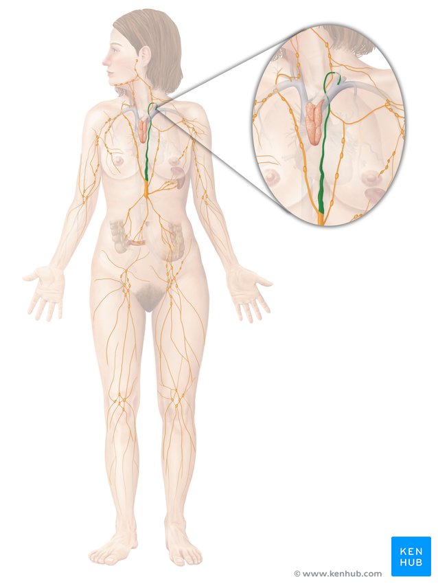 Thoracic duct