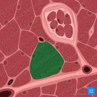 Muscle fiber (Myofibra); Image: Tal Bavli Ziv