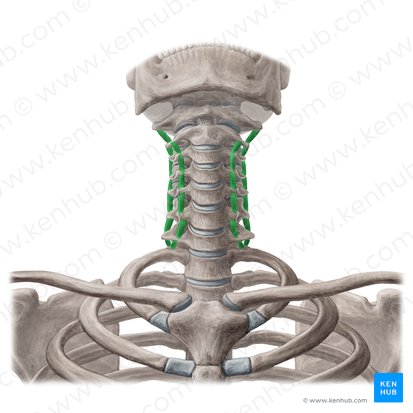 Musculi intertransversarii colli (Zwischenquerfortsatzmuskeln des Halses); Bild: Yousun Koh