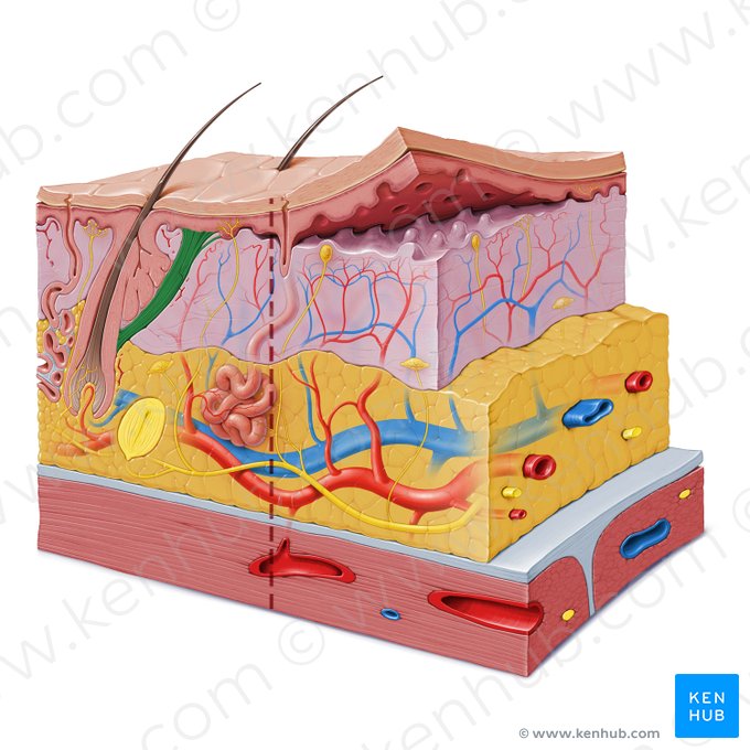 Arrector muscle of hair (Musculus arrector pili); Image: Paul Kim