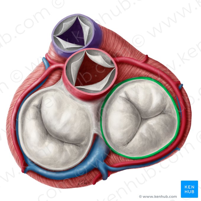 Fibrous ring of right atrioventricular valve (Anulus fibrosus valvae atrioventricularis dextrae); Image: Yousun Koh