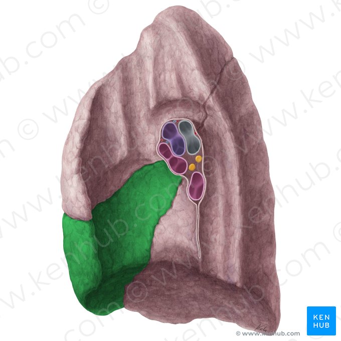 Lobus medius pulmonis dextri (Mittellappen der rechten Lunge); Bild: Yousun Koh