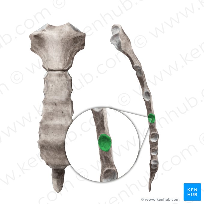Incisura costalis 4 sterni (4. Rippenkerbe des Brustbeins); Bild: Begoña Rodriguez
