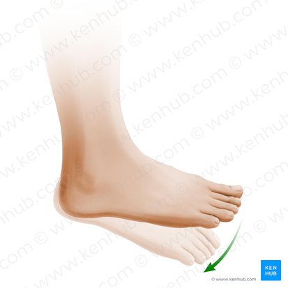 Plantar flexion of foot (Plantarflexio pedis); Image: Paul Kim
