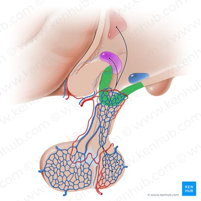 Median eminence of hypothalamus (Eminentia mediana hypothalami); Image: Paul Kim