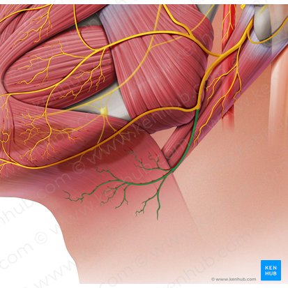 Ramo cervical del nervio facial (Ramus cervicis nervi facialis); Imagen: Paul Kim