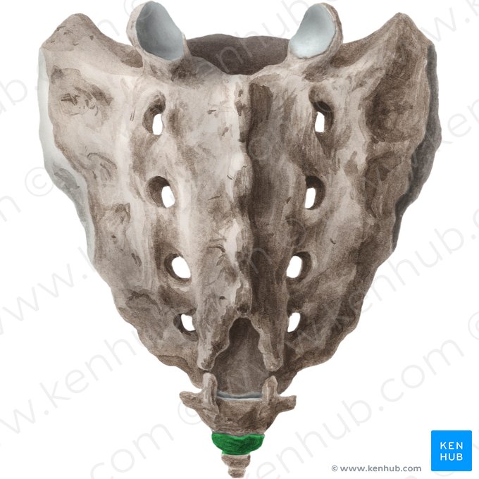 Vertebra Co2; Image: Liene Znotina
