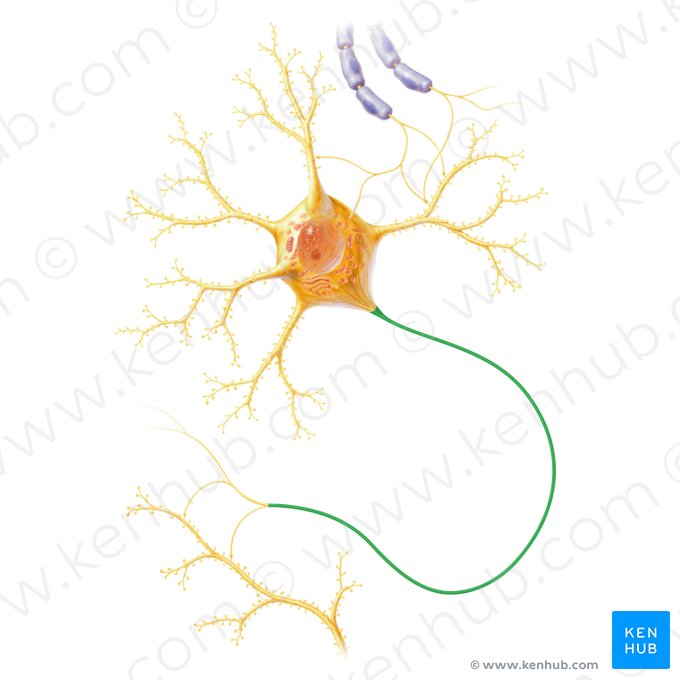 Axon; Image: Paul Kim