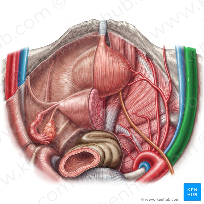 Right external iliac artery (Arteria iliaca externa dextra); Image: Samantha Zimmerman