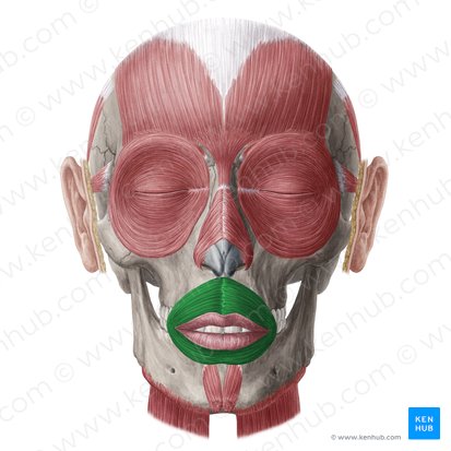 Orbicularis oris muscle (Musculus orbicularis oris); Image: Yousun Koh