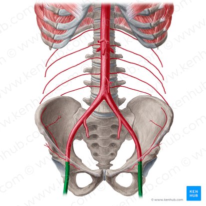 Femoral artery (Arteria femoralis); Image: Yousun Koh