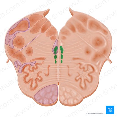 Nuclei raphes (Raphe-Kerne); Bild: Paul Kim