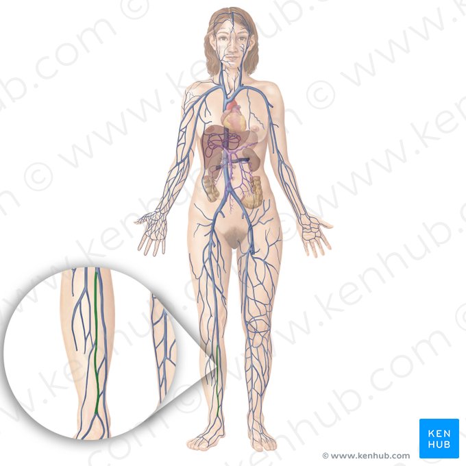 Anterior tibial vein (Vena tibialis anterior); Image: Begoña Rodriguez