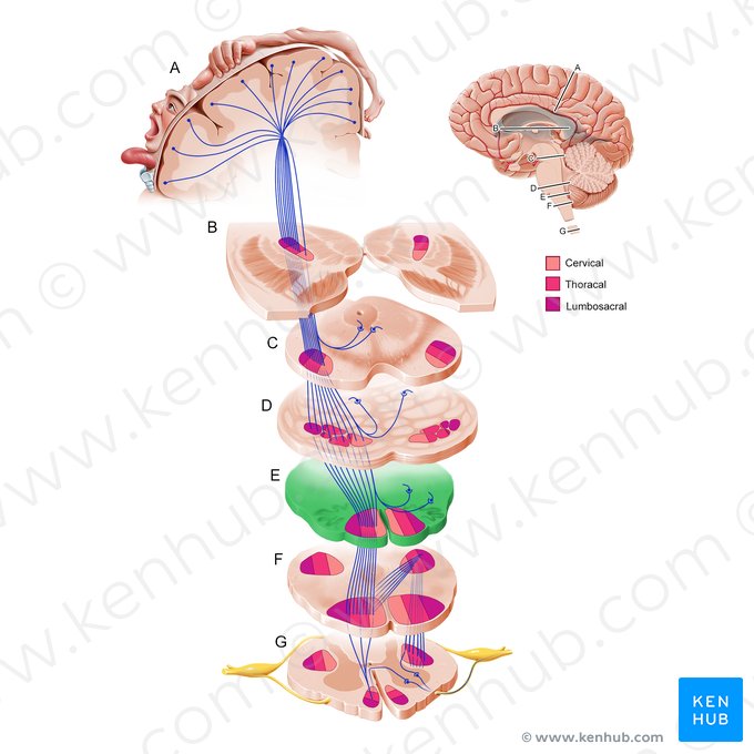 Superior part of medulla oblongata (Pars superior medullae oblongatae); Image: Paul Kim