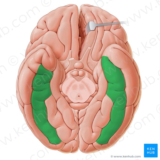 Gyrus occipitotemporalis lateralis (Seitliche Hinterhaupt-Schläfen-Windung); Bild: Paul Kim