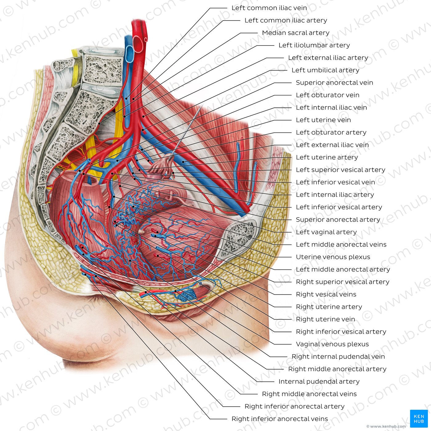 Blood vessels of the female pelvis (overview diagram)