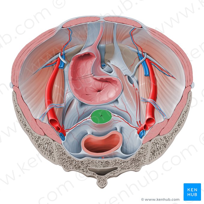 Cervix uteri (Hals der Gebärmutter); Bild: Paul Kim