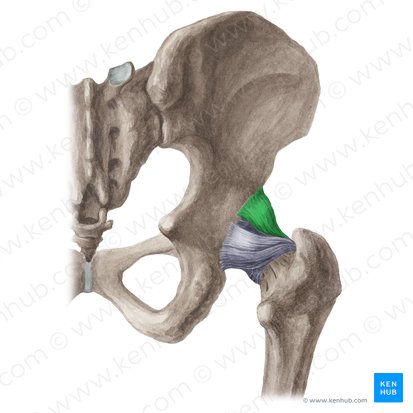 Ligamentum iliofemorale (Darmbein-Oberschenkelknochen-Band); Bild: Liene Znotina