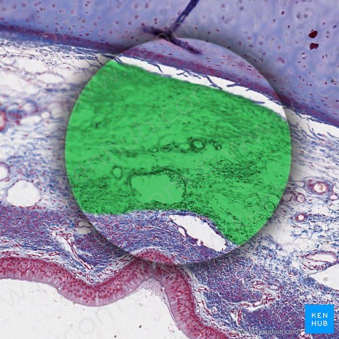 Tela submucosa (Submukosa); Bild: 