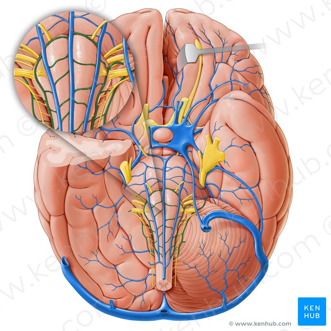 Venae medullares transversae (Querverlaufende Markvenen); Bild: Paul Kim