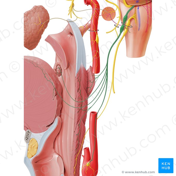Glossopharyngeal nerve (Nervus glossopharyngeus); Image: Paul Kim