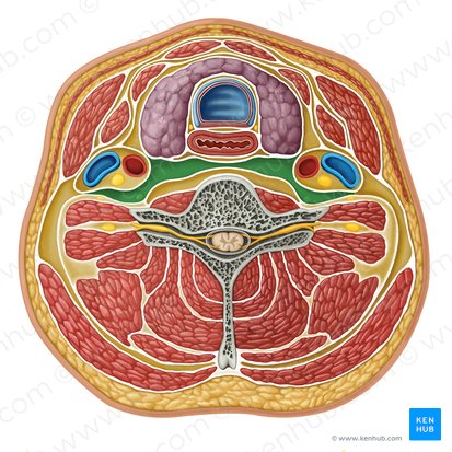 Retropharyngeal compartment (Compartimentum retropharyngeum); Image: Irina Münstermann