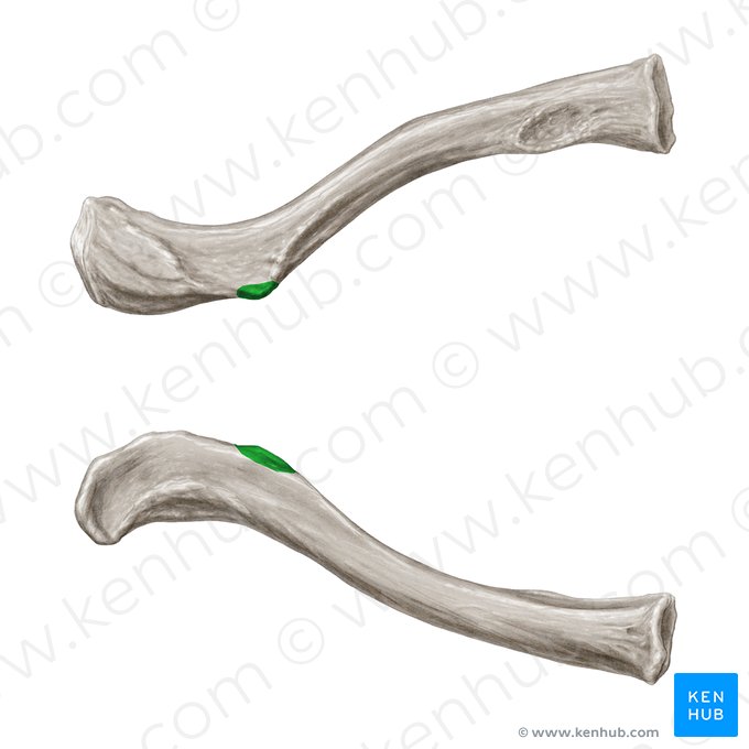 Conoid tubercle of clavicle (Tuberculum conoideum claviculae); Image: Samantha Zimmerman