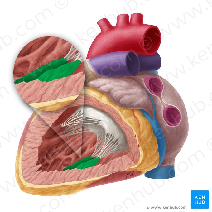 Inferior papillary muscle of left ventricle (Musculus papillaris inferior ventriculi sinistri); Image: Yousun Koh