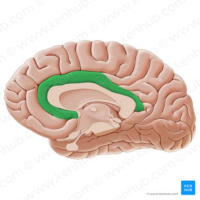 Giro cingular (Gyrus cinguli); Imagen: Paul Kim