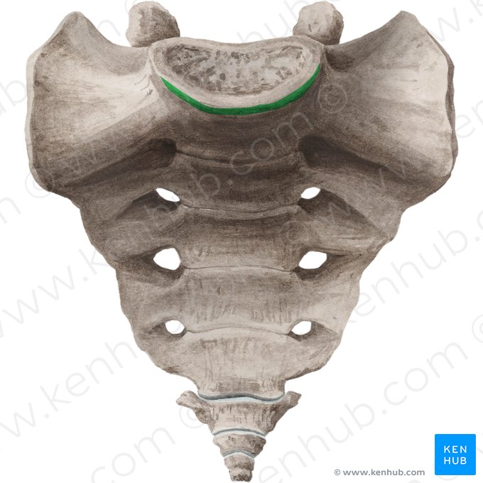 Promontory of sacrum (Promontorium sacri); Image: Liene Znotina