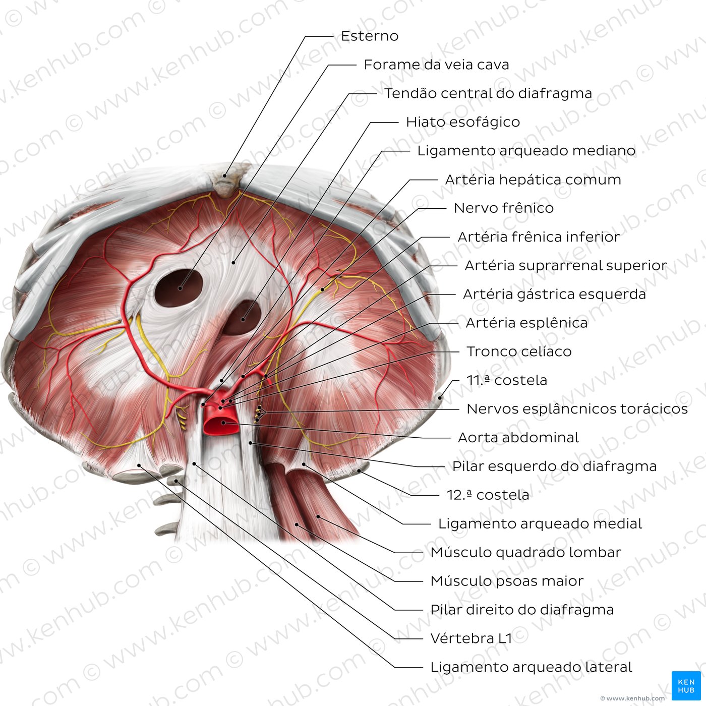 Superfície abdominal do diafragma - visão geral