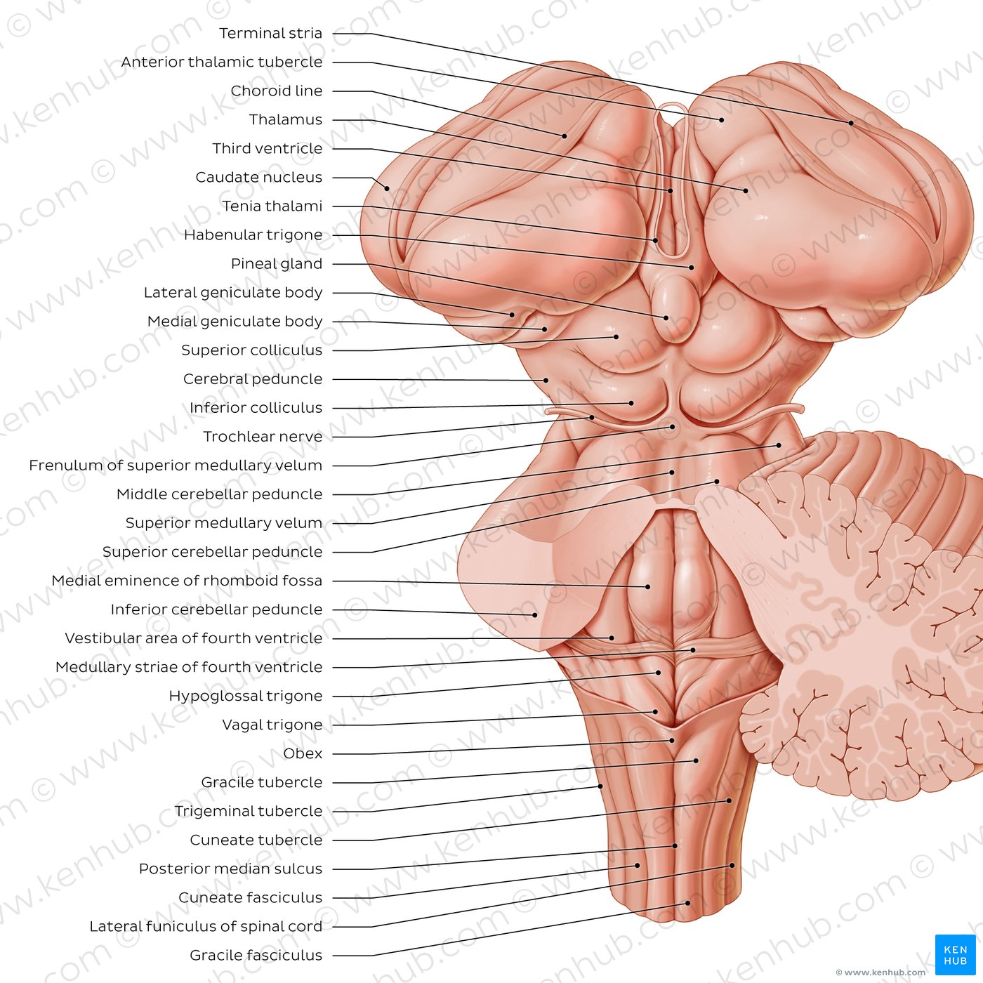 Brainstem
