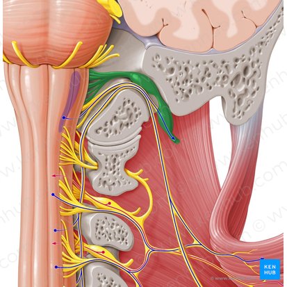 Vagus nerve (Nervus vagus); Image: Paul Kim