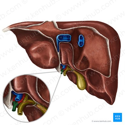 Proper hepatic artery (Arteria hepatica propria); Image: Irina Münstermann