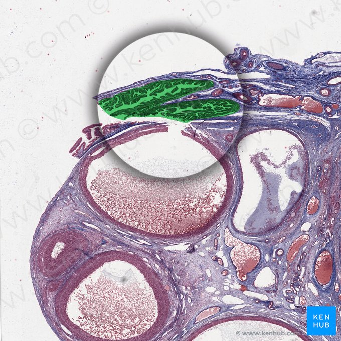 Fimbriae tubae uterinae (Fimbrien des Eileiters); Bild: 