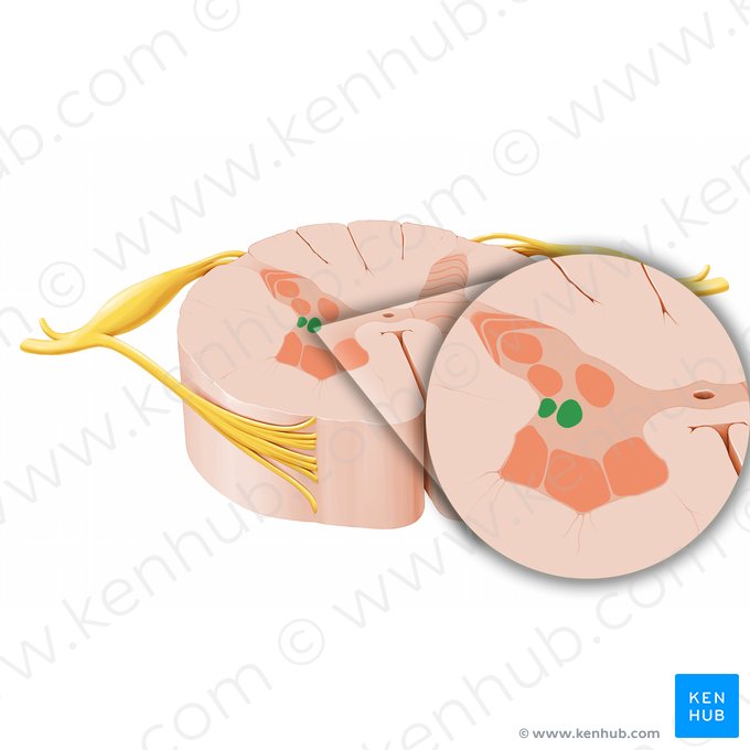 Intermediolateral nucleus (Nucleus intermediolateralis); Image: Paul Kim