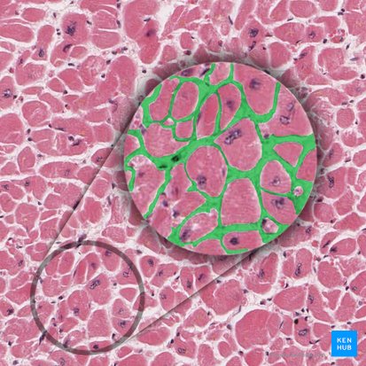 Endomysium; Image: 