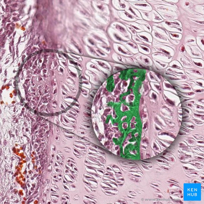 Cartilage matrix (Matrix cartilaginea); Image: 