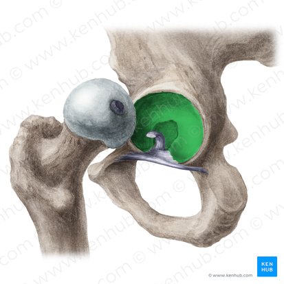 Acetabulum ossis coxae (Hüftpfanne); Bild: Liene Znotina
