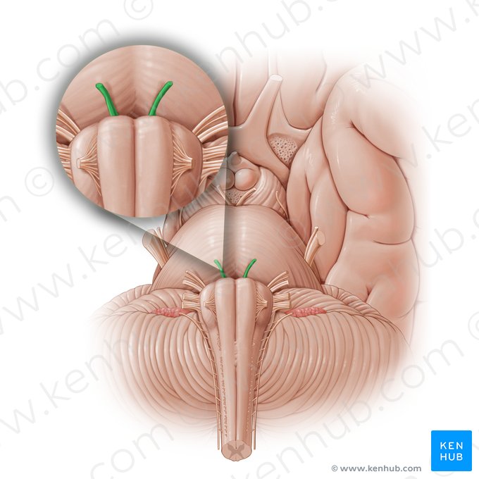 Abducens nerve (Nervus abducens); Image: Paul Kim
