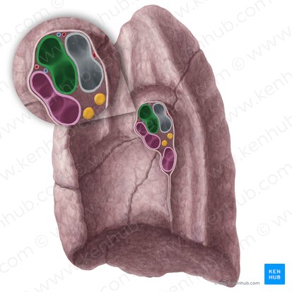 Right pulmonary artery (Arteria pulmonalis dextra); Image: Yousun Koh