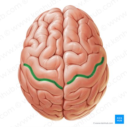 Sulcus centralis (Zentralfurche); Bild: Paul Kim