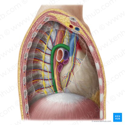 Azygos vein (Vena azygos); Image: Yousun Koh